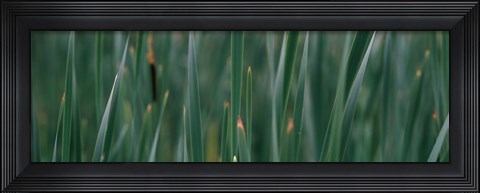 Framed Close-up of weeds Print