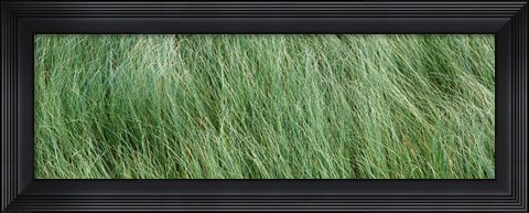 Framed Grass in the field, Adirondack Mountains, New York State, USA Print
