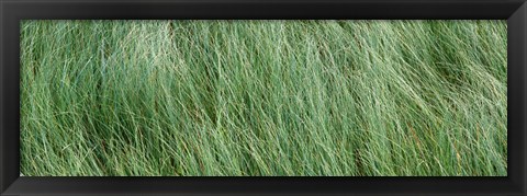 Framed Grass in the field, Adirondack Mountains, New York State, USA Print