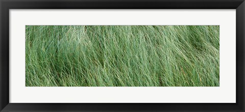 Framed Grass in the field, Adirondack Mountains, New York State, USA Print