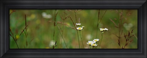 Framed Wildflowers in a field Print