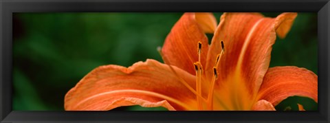 Framed Close-up of Orange Daylily (Hemerocallis fulva) Print