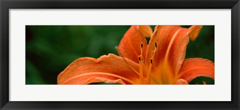 Framed Close-up of Orange Daylily (Hemerocallis fulva) Print