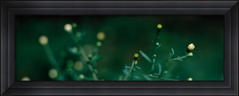 Framed Close-up of small buds Print