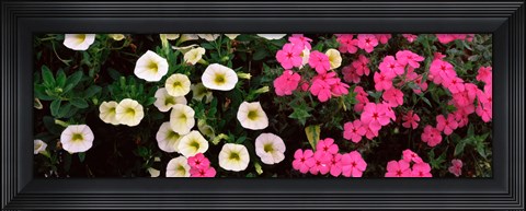 Framed Close-up of pink and white flowers Print