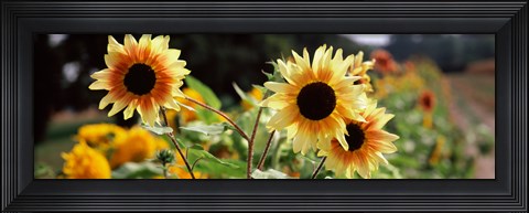 Framed Close-up of Sunflowers (Helianthus annuus) Print