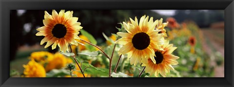 Framed Close-up of Sunflowers (Helianthus annuus) Print