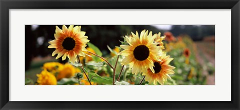 Framed Close-up of Sunflowers (Helianthus annuus) Print