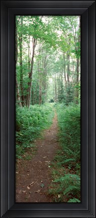Framed Trail passing through a forest, Adirondack Mountains, Old Forge, Herkimer County, New York State, USA Print