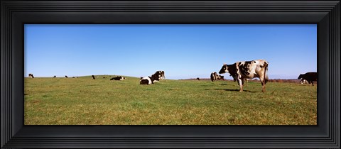 Framed Cows in a field, New York State, USA Print
