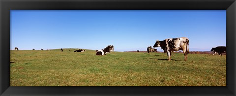 Framed Cows in a field, New York State, USA Print