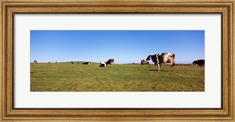 Framed Cows in a field, New York State, USA Print