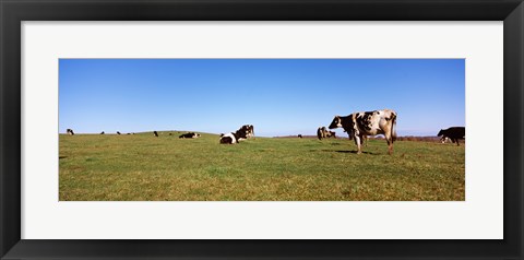 Framed Cows in a field, New York State, USA Print