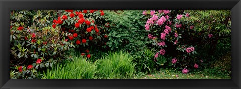 Framed Rhododendrons plants in a garden, Shore Acres State Park, Coos Bay, Oregon Print