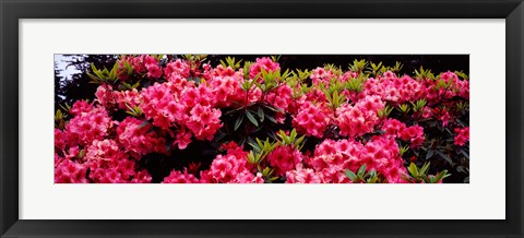 Framed Pink Rhododendrons plants in a garden, Coos Bay, Oregon Print