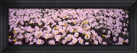 Framed Wildflowers Galveston TX USA Print