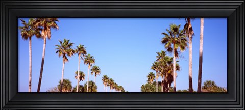 Framed Low angle view of palm trees, Fort De Soto Par, Gulf Coast, Florida, USA Print
