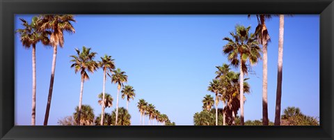 Framed Low angle view of palm trees, Fort De Soto Par, Gulf Coast, Florida, USA Print