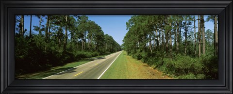 Framed Trees both sides of a road, Route 98, Apalachicola, Panhandle, Florida, USA Print