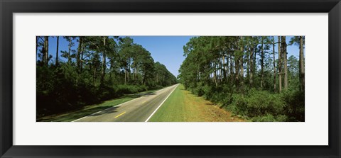 Framed Trees both sides of a road, Route 98, Apalachicola, Panhandle, Florida, USA Print