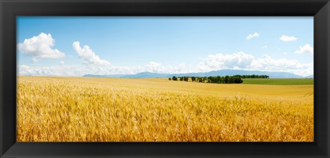 Framed Wheat field near D8, Brunet, Plateau de Valensole, Alpes-de-Haute-Provence, Provence-Alpes-Cote d&#39;Azur, France Print