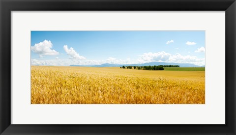 Framed Wheat field near D8, Brunet, Plateau de Valensole, Alpes-de-Haute-Provence, Provence-Alpes-Cote d&#39;Azur, France Print