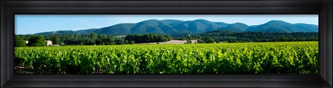Framed Vineyards along D27, Vaugines, Vaucluse, Provence-Alpes-Cote d&#39;Azur, France Print