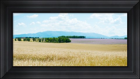Framed Wheat field near D8, Plateau de Valensole, Alpes-de-Haute-Provence, Provence-Alpes-Cote d&#39;Azur, France Print