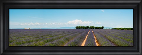 Framed Lavender fields, Route de Digne, Plateau de Valensole, Alpes-de-Haute-Provence, Provence-Alpes-Cote d&#39;Azur, France Print