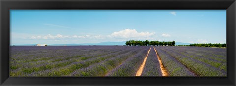 Framed Lavender fields, Route de Digne, Plateau de Valensole, Alpes-de-Haute-Provence, Provence-Alpes-Cote d&#39;Azur, France Print