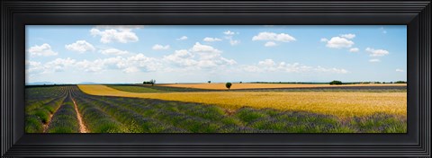 Framed Lavender and wheat fields, Plateau de Valensole, Alpes-de-Haute-Provence, Provence-Alpes-Cote d&#39;Azur, France Print
