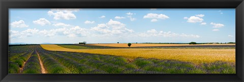 Framed Lavender and wheat fields, Plateau de Valensole, Alpes-de-Haute-Provence, Provence-Alpes-Cote d&#39;Azur, France Print