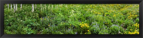 Framed AspenTrees and Wildflowers, Colorado Print