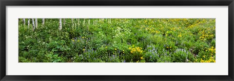 Framed AspenTrees and Wildflowers, Colorado Print