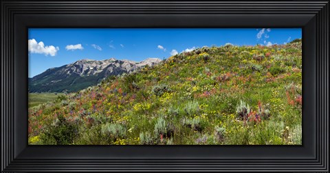 Framed Flowers and whetstone on hillside, Mt Vista, Colorado, USA Print