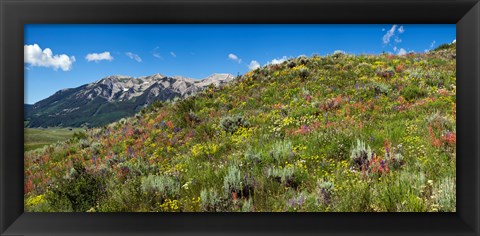 Framed Flowers and whetstone on hillside, Mt Vista, Colorado, USA Print