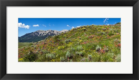 Framed Flowers and whetstone on hillside, Mt Vista, Colorado, USA Print