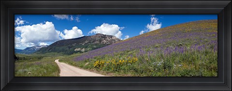 Framed Brush Creek Road and hillside of sunflowers and purple larkspur flowers, Colorado, USA Print