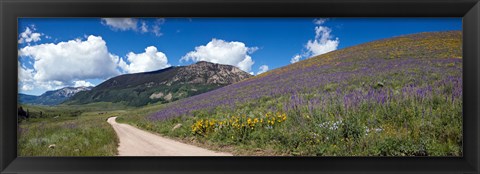 Framed Brush Creek Road and hillside of sunflowers and purple larkspur flowers, Colorado, USA Print