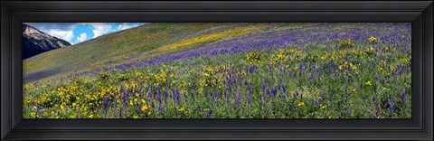 Framed Hillside with yellow sunflowers and purple larkspur, Crested Butte, Gunnison County, Colorado, USA Print