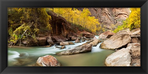 Framed Cottonwood trees and rocks along Virgin River, Zion National Park, Springdale, Utah, USA Print