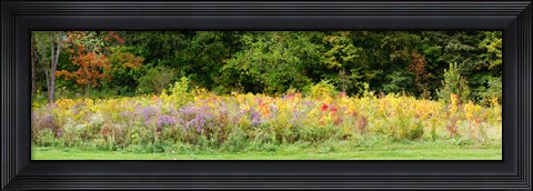 Framed Colorful meadow with wild flowers during autumn, Ontario, Canada Print