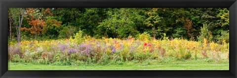 Framed Colorful meadow with wild flowers during autumn, Ontario, Canada Print