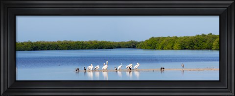 Framed White pelicans on Sanibel Island, Florida, USA Print
