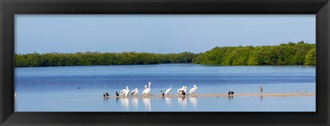 Framed White pelicans on Sanibel Island, Florida, USA Print