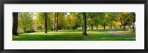 Framed Trees in autumn, Blue Lake Park, Portland, Multnomah County, Oregon, USA Print