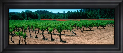 Framed Vineyards and red poppies in summer morning light, Provence-Alpes-Cote d&#39;Azur, France Print