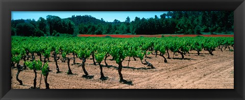 Framed Vineyards and red poppies in summer morning light, Provence-Alpes-Cote d&#39;Azur, France Print