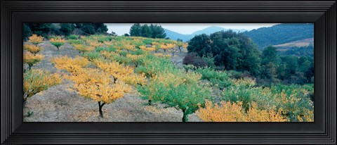 Framed Cherry trees in an orchard, Provence-Alpes-Cote d&#39;Azur, France Print