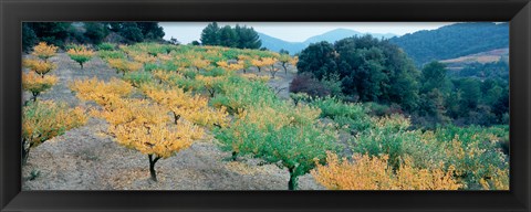 Framed Cherry trees in an orchard, Provence-Alpes-Cote d&#39;Azur, France Print